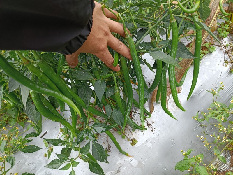 各种辣椒