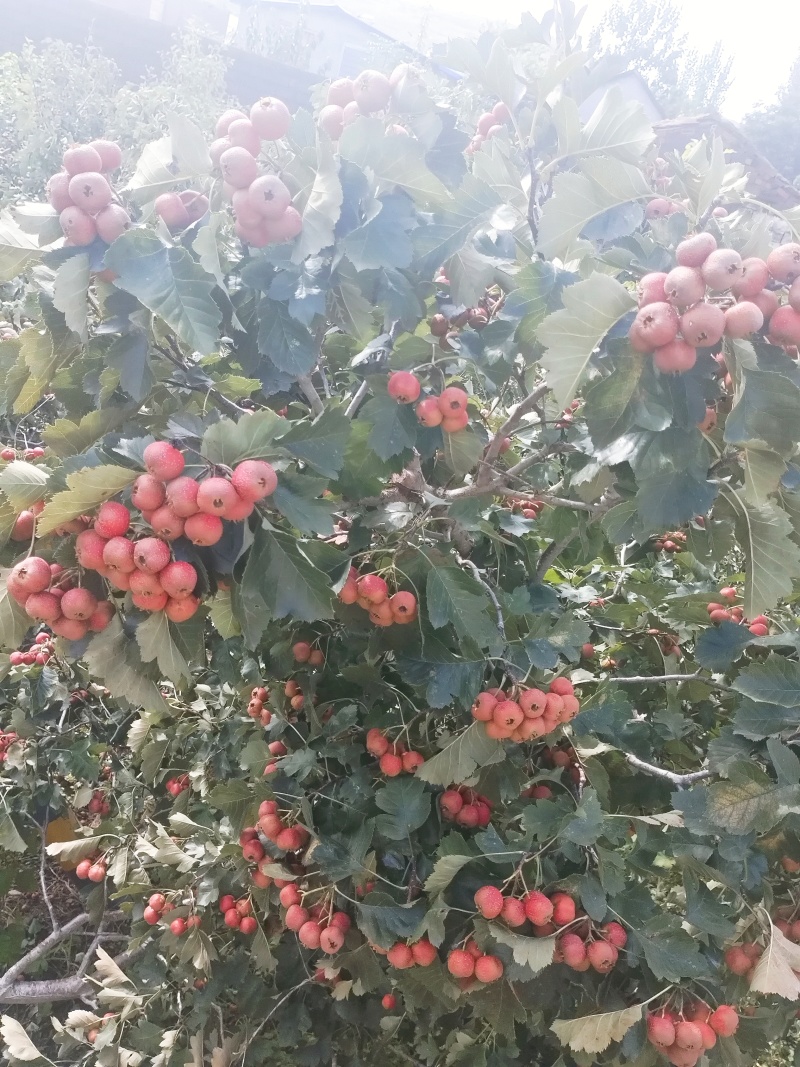 新鲜山楂