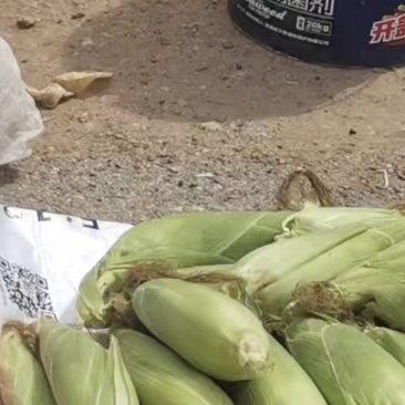 太阳花甜玉米