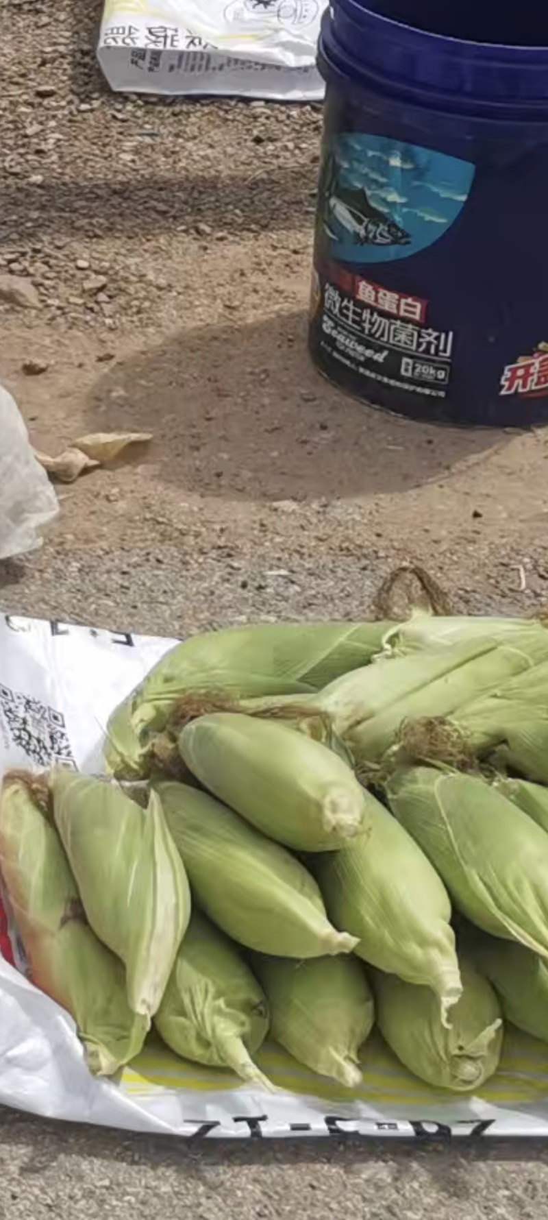 太阳花甜玉米