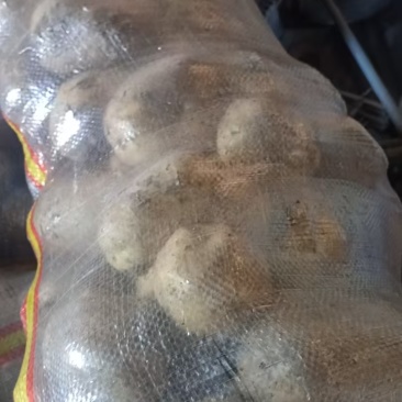 土豆