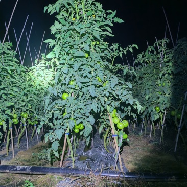 红格露天西红柿