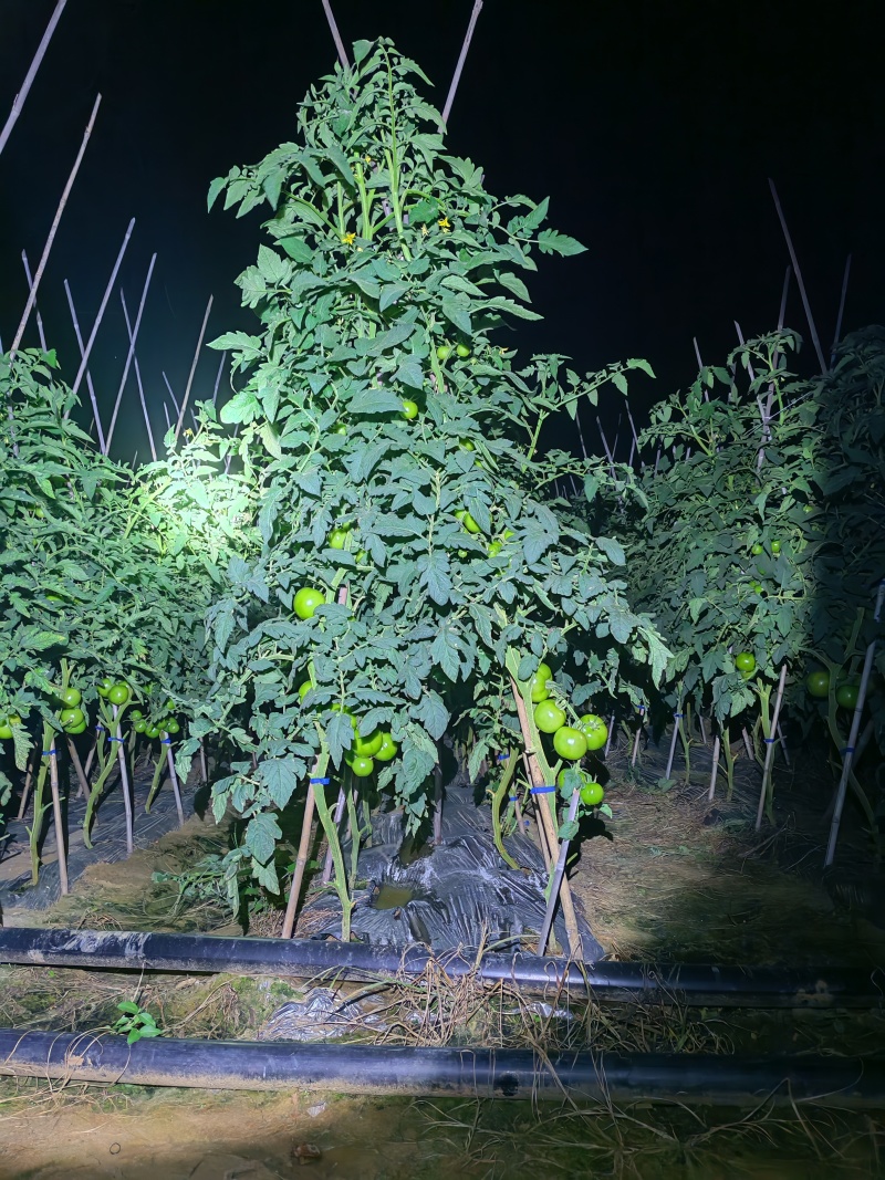 红格露天西红柿