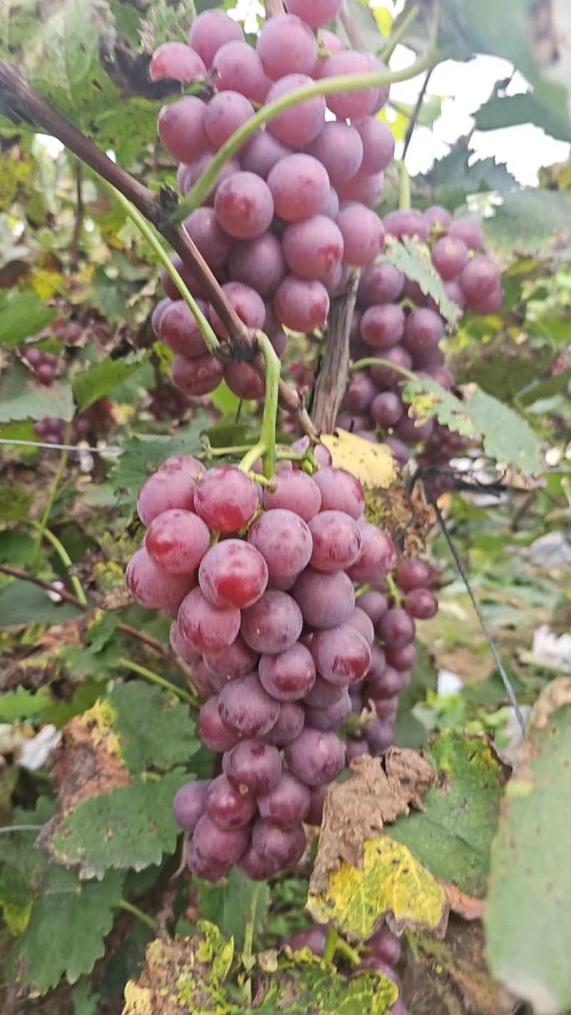 飓风葡萄
