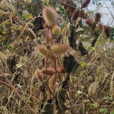 野生苍耳子