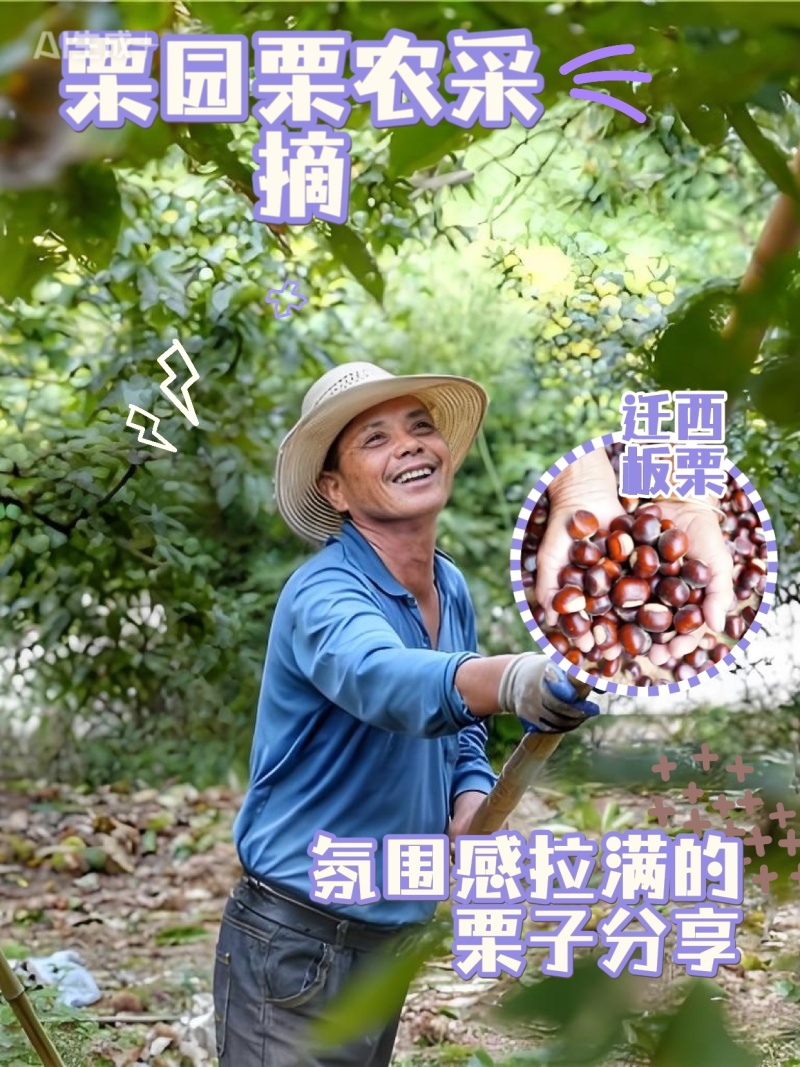 迁西3113板栗
