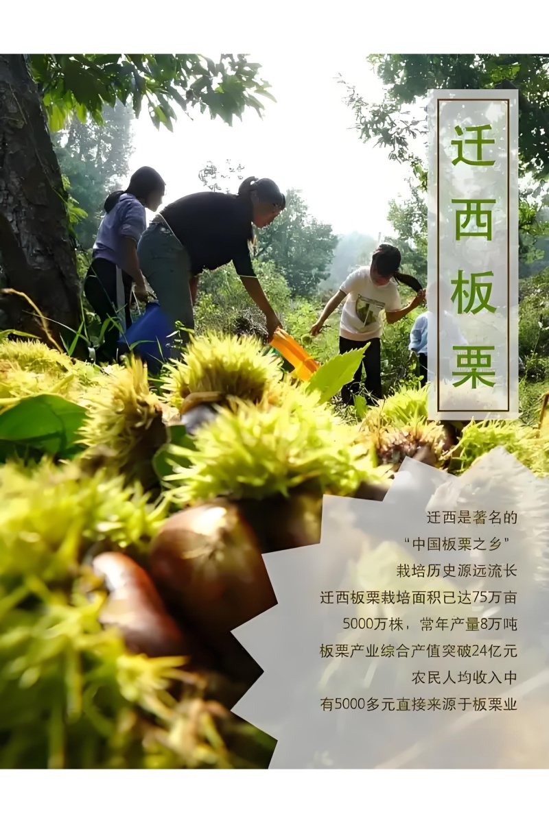 迁西3113板栗