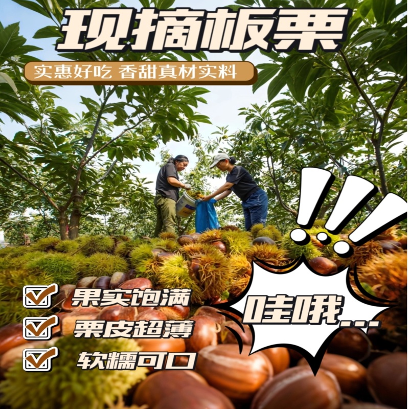 迁西3113板栗