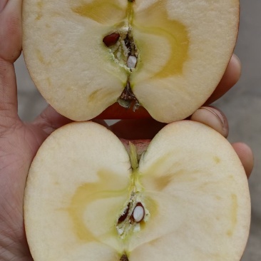 庆阳环县白草塬红富士