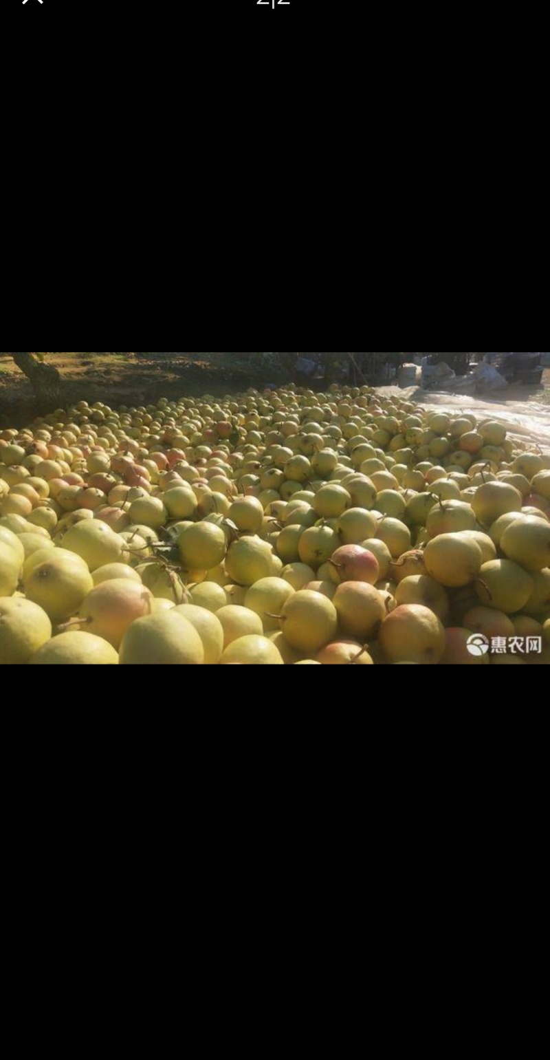 庄河红肖梨