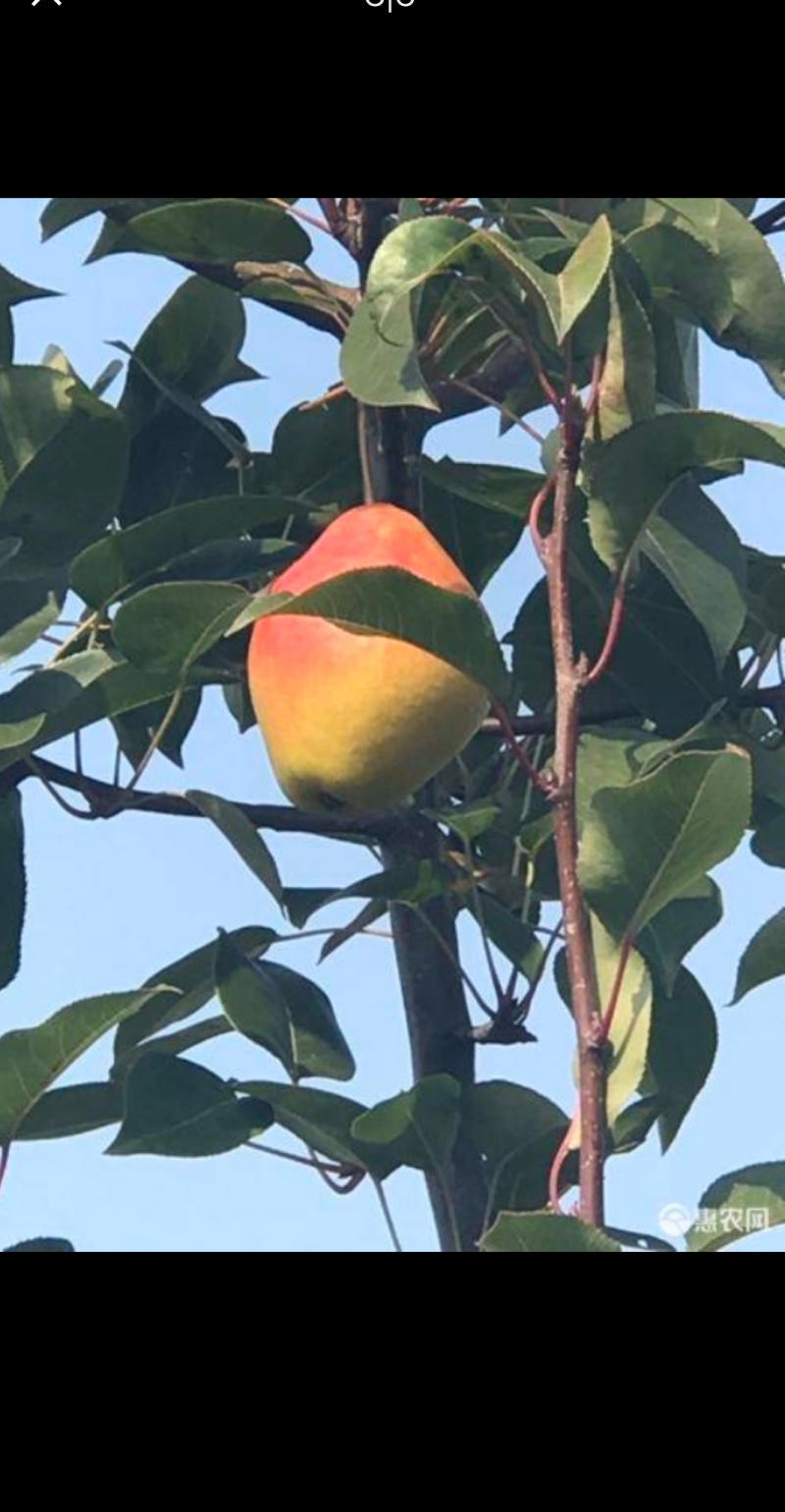 庄河红肖梨