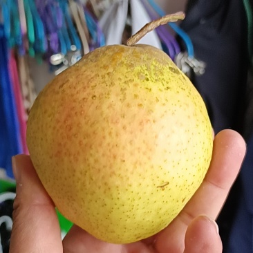 庄河红肖梨