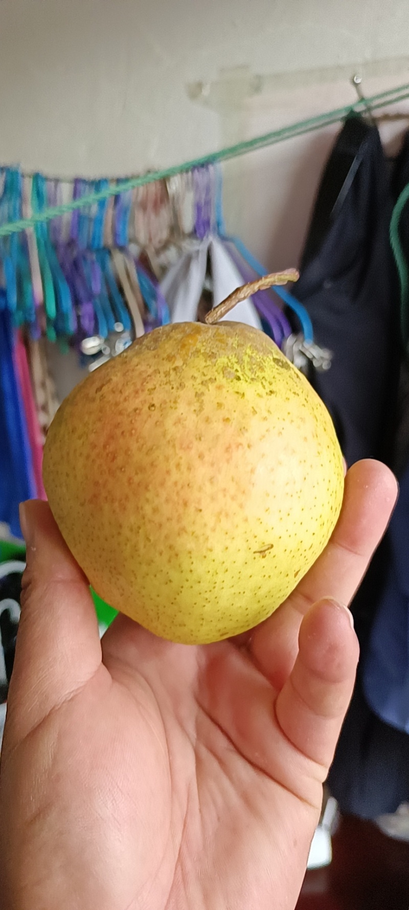 庄河红肖梨