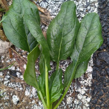 大叶，菠菜