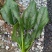 大叶，菠菜