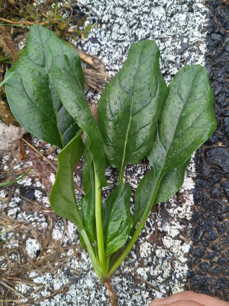 大叶，菠菜