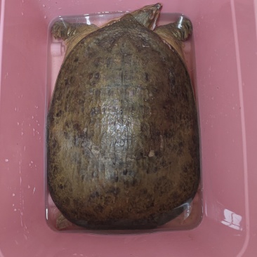 纯野生21斤珍珠鳖
