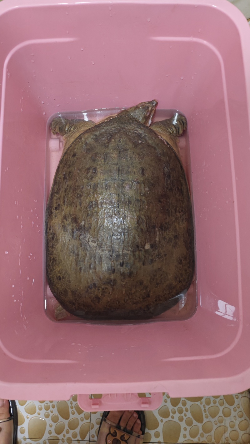 纯野生21斤珍珠鳖