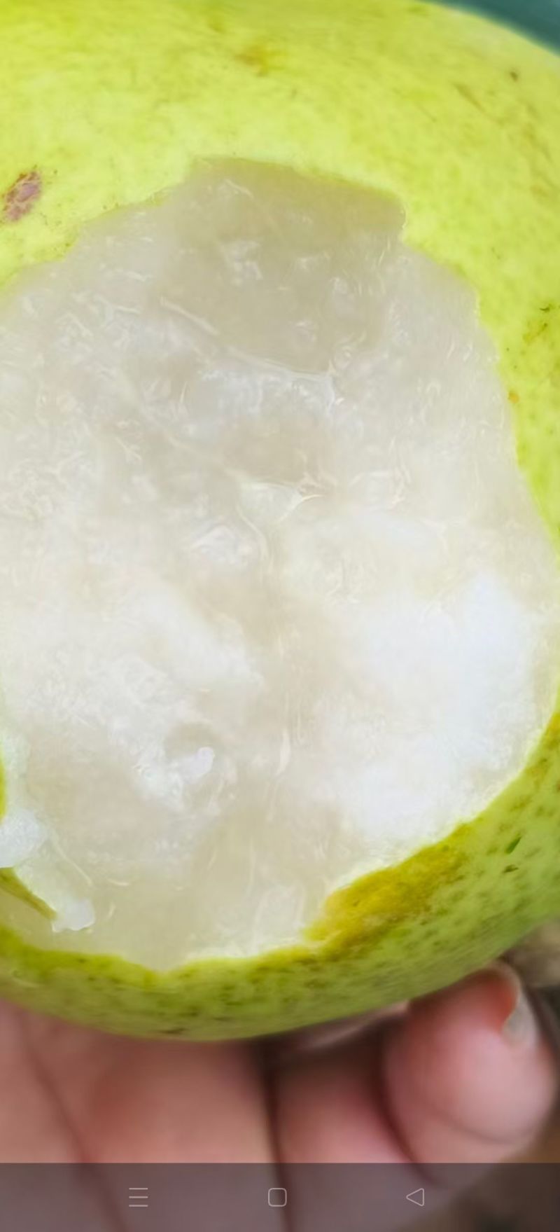 原生态，蜂糖梨。