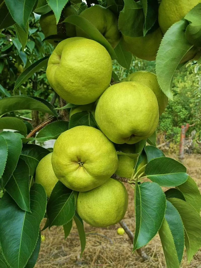 原生态，蜂糖梨。