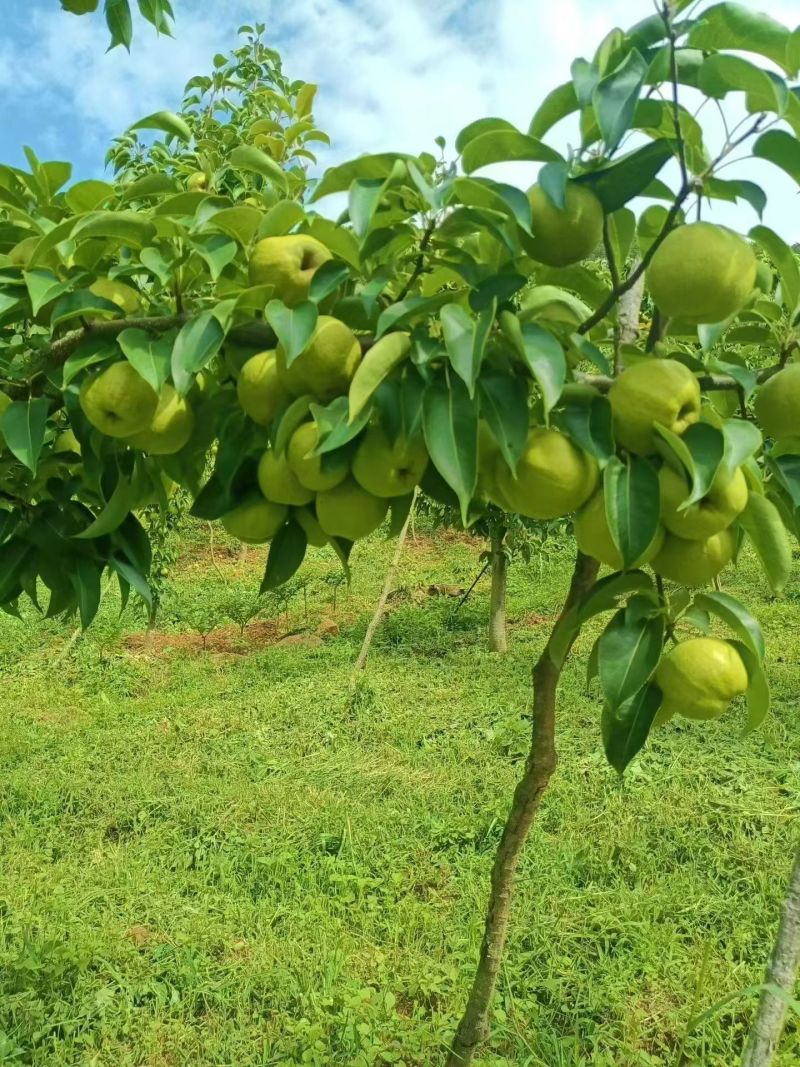 原生态，蜂糖梨。