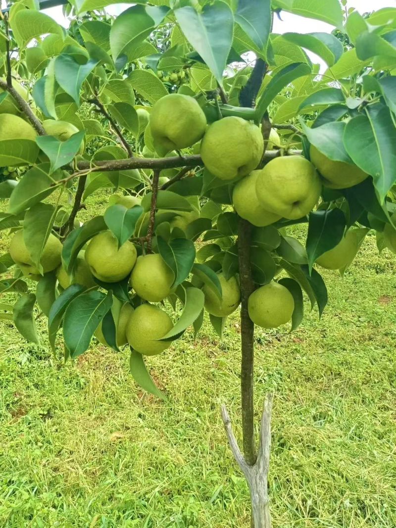 原生态，蜂糖梨。