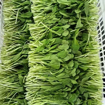 鸡毛菜