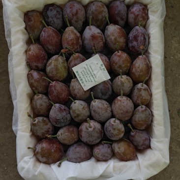 伽师新梅