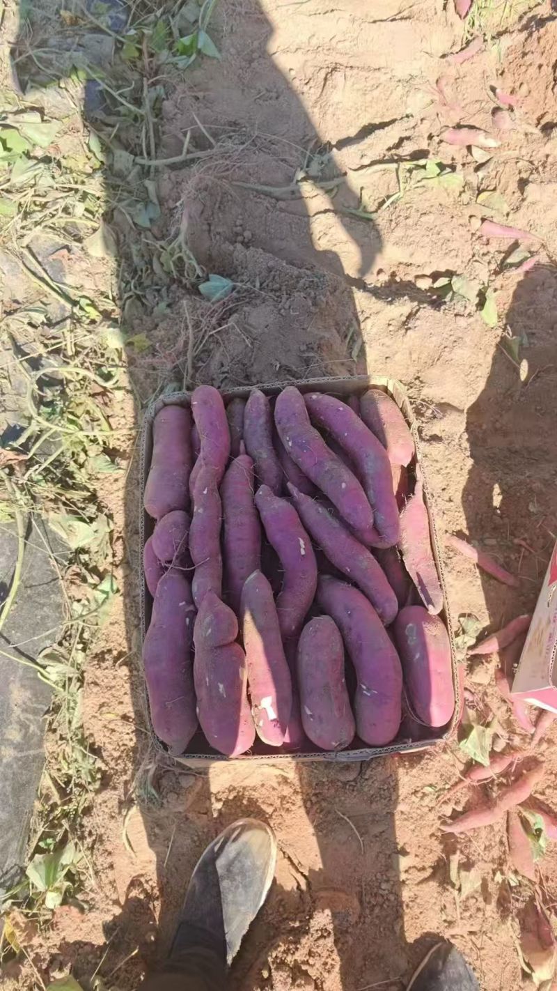 早丰白瓤