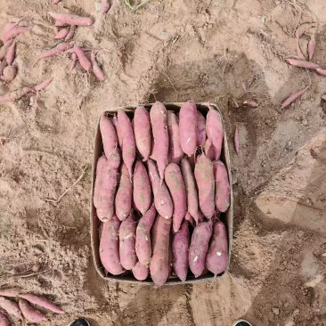 早丰白瓤