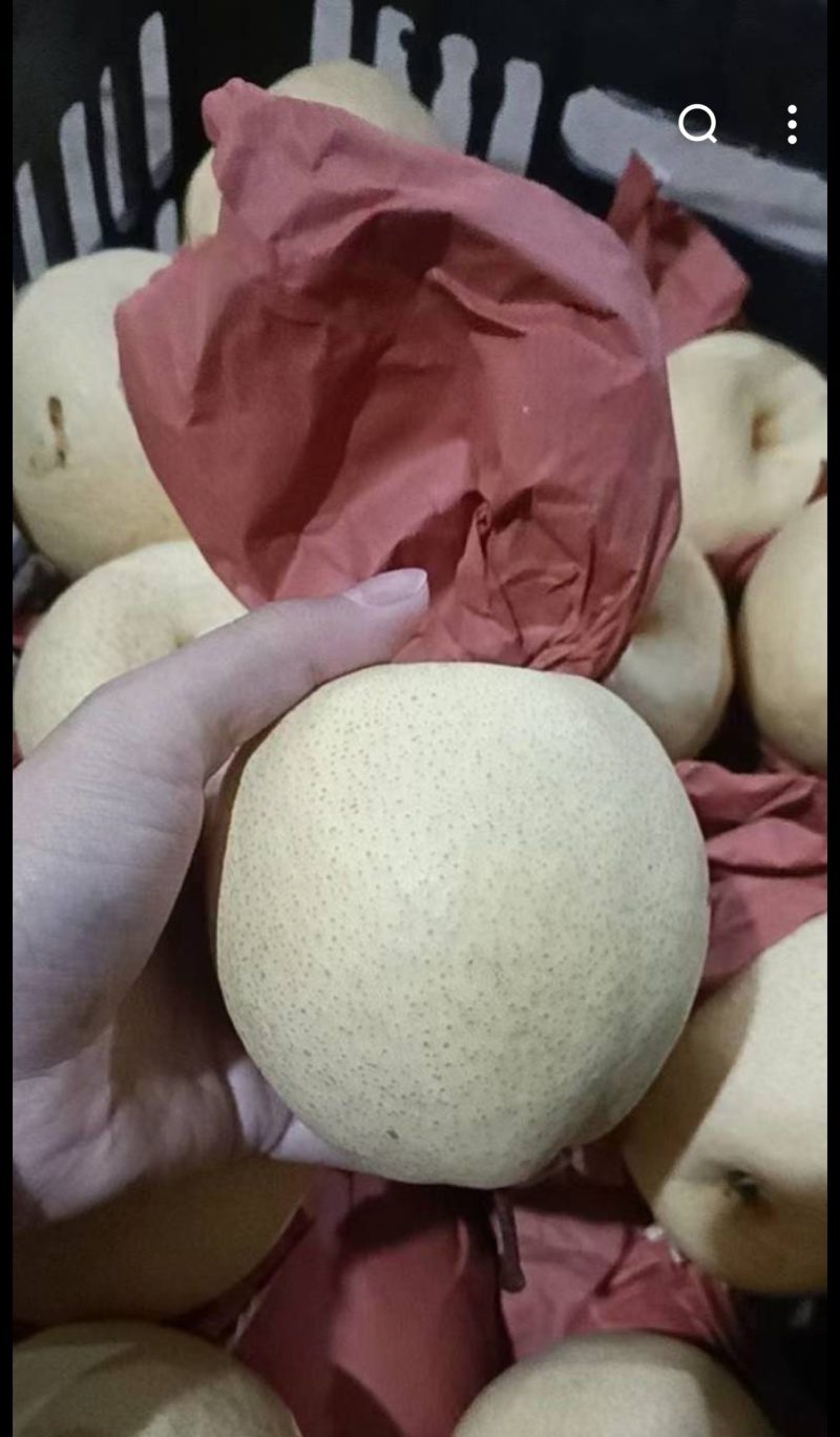 陕西蒲城酥梨