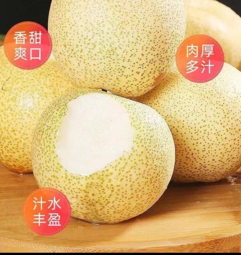 陕西蒲城酥梨