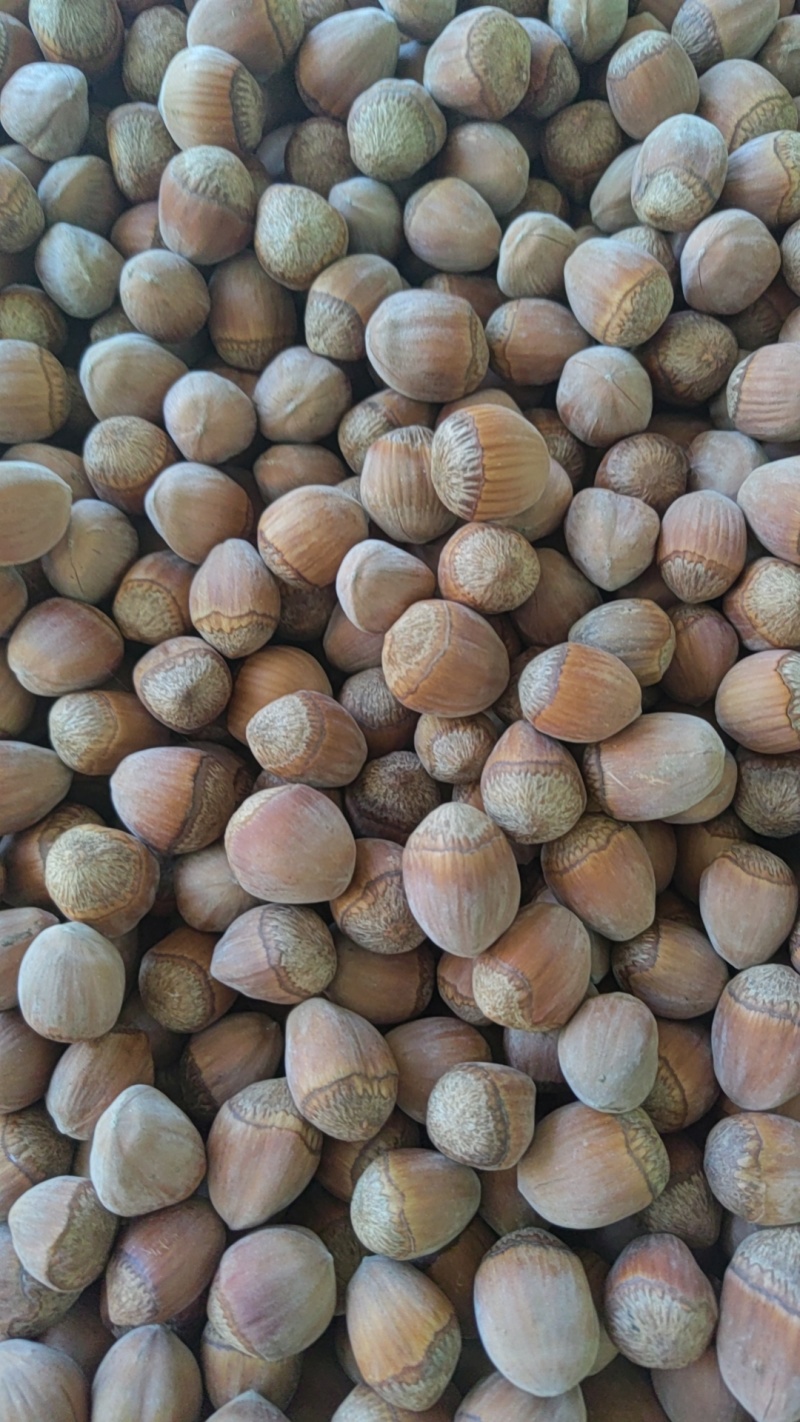 美国长毛大榛子
