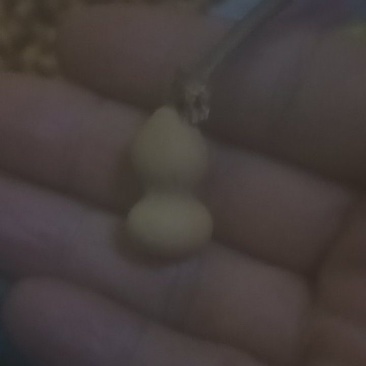 葫芦草里金