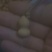 葫芦草里金