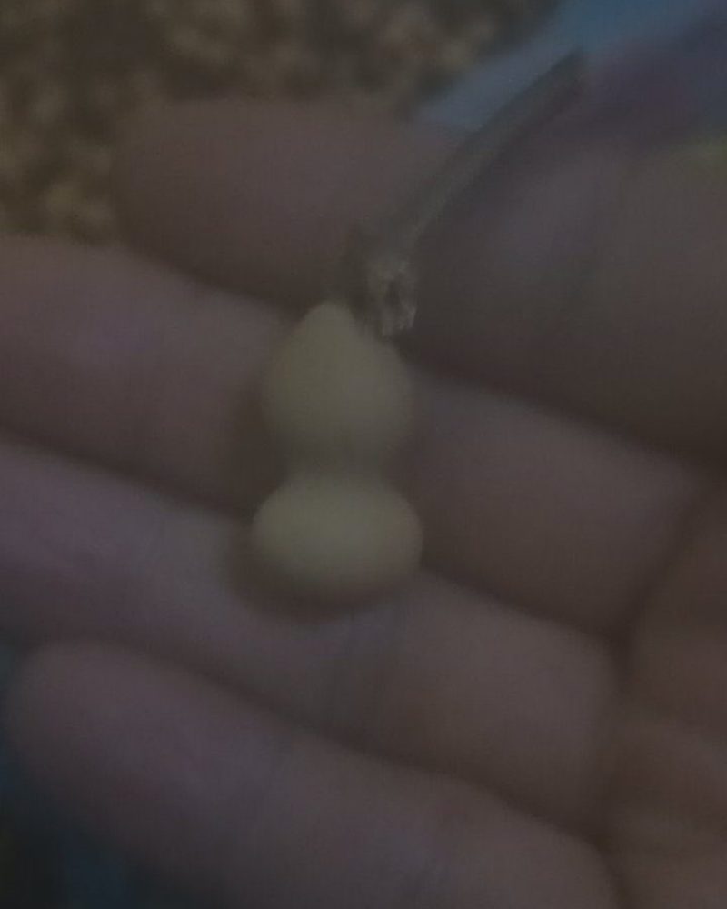 葫芦草里金