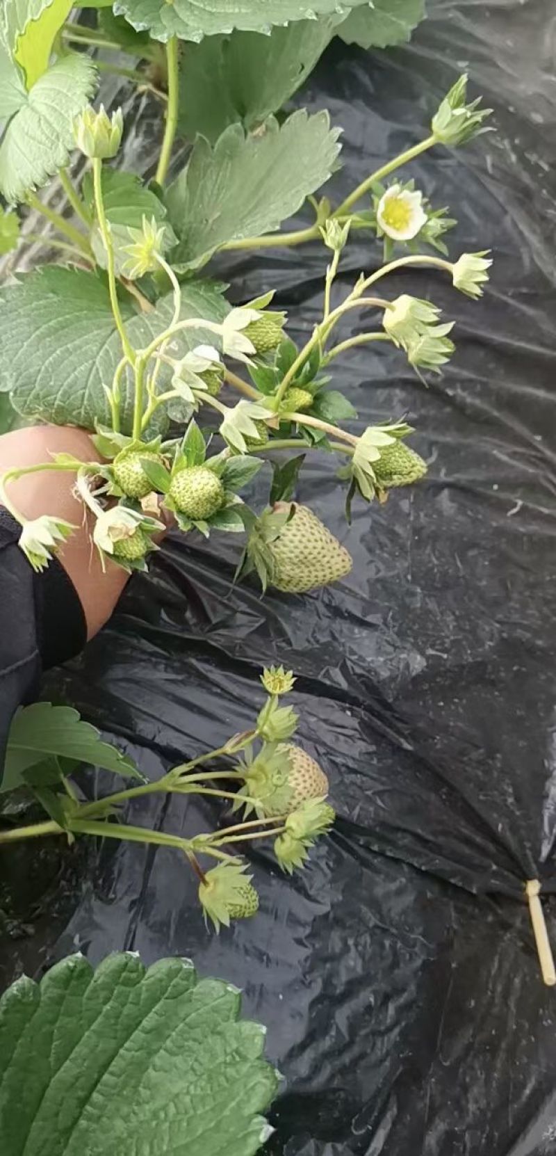 红颜草莓