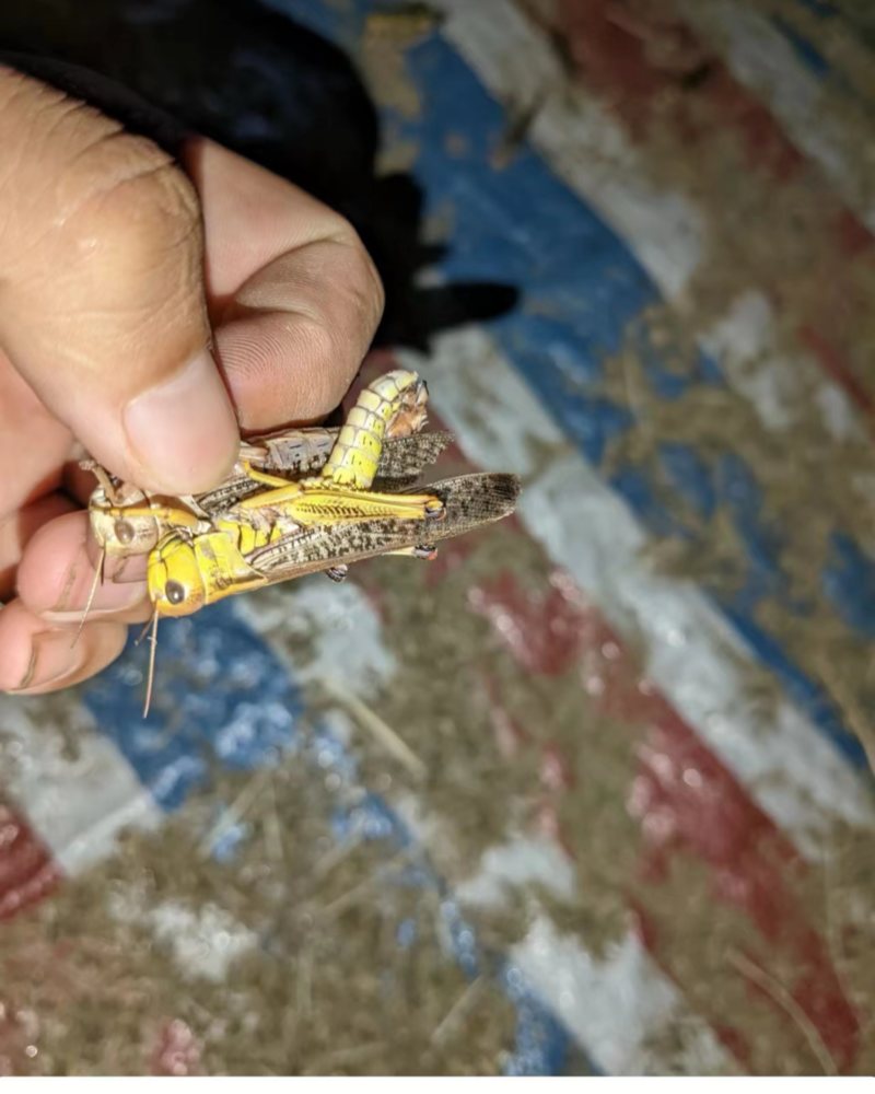 蝗虫