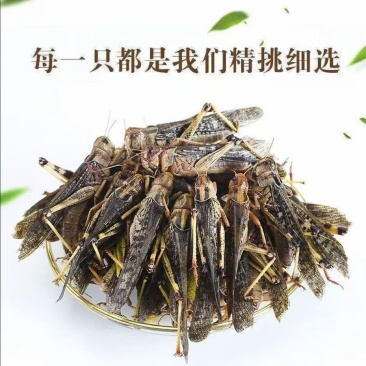 蚂蚱