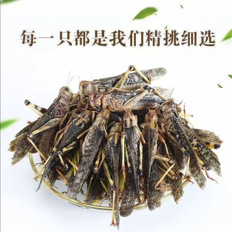 蚂蚱