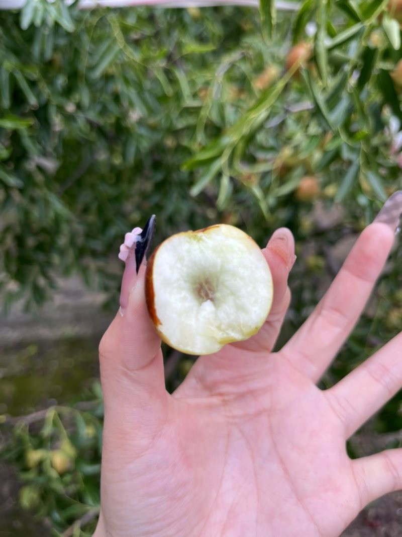 河北黄骅冬枣