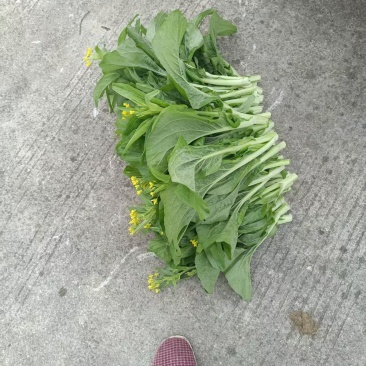 贵州菜花