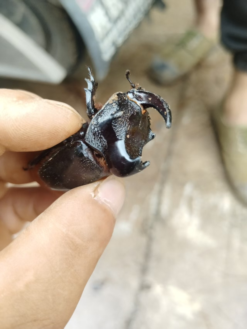 独角仙《蒙瘤犀金龟》出售