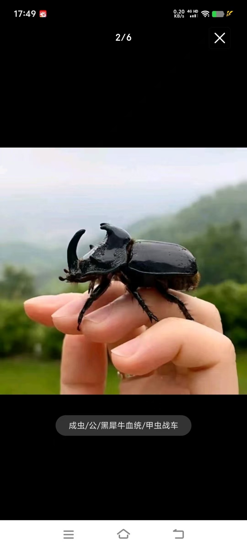 独角仙《蒙瘤犀金龟》出售