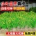 小叶黄杨球瓜子黄杨四季常青别墅地栽庭院花坛耐寒绿化植物篱笆墙