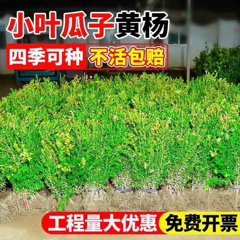 小叶黄杨球瓜子黄杨四季常青别墅地栽庭院花坛耐寒绿化植物篱笆墙