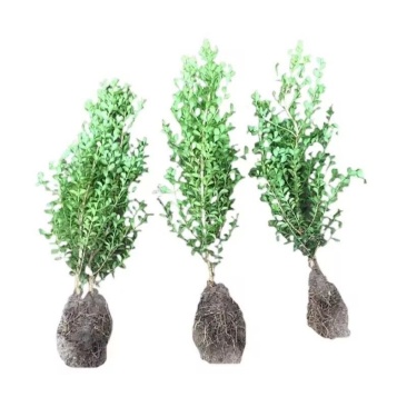 小叶黄杨球瓜子黄杨四季常青别墅地栽庭院花坛耐寒绿化植物篱笆墙