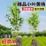 小叶黄杨球瓜子黄杨四季常青别墅地栽庭院花坛耐寒绿化植物篱笆墙