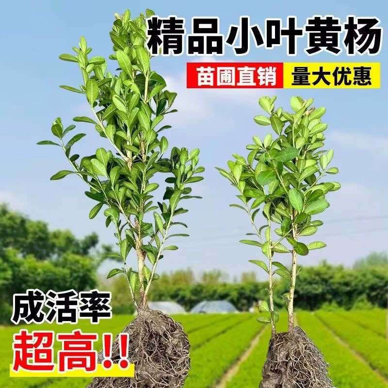 小叶黄杨球瓜子黄杨四季常青别墅地栽庭院花坛耐寒绿化植物篱笆墙
