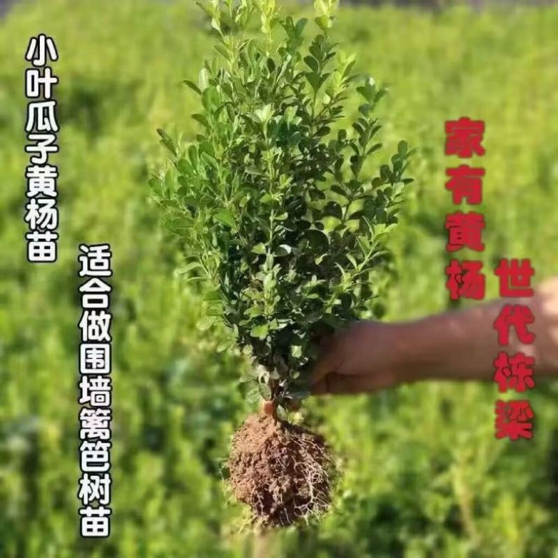 小叶黄杨球瓜子黄杨四季常青别墅地栽庭院花坛耐寒绿化植物篱笆墙